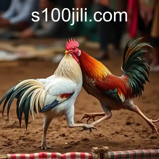 The Tradition and Controversy of Cockfighting: Unraveling the World of 100jili